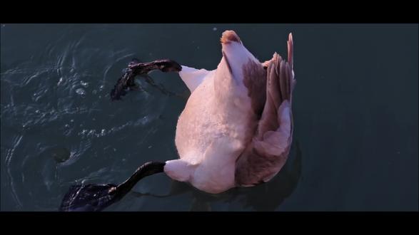 水中天鹅的静美瞬间!