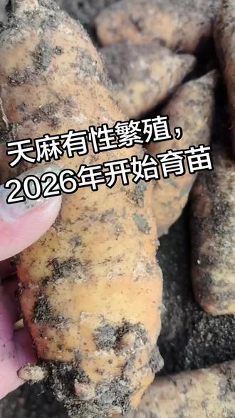 #干活我是认真的 旭阳天麻种植产销收购一条龙服务,2026年天麻育苗开始。