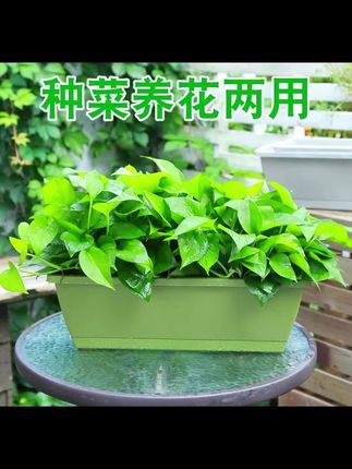 专用阳台种菜盆#种花#实惠好物#便宜好物 #花盆推荐