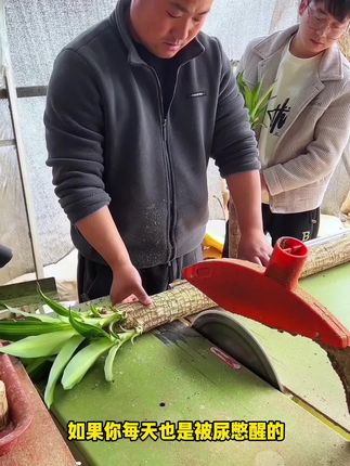 #巴西木又叫幸运木 很好养,平时浇浇水就可以
