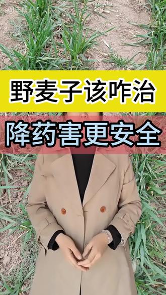 野麦子怎么治?春季麦田管理关键点来了,教你精准防治,避免药害! #麦子 #小麦管理 #春季除草 #农业技术