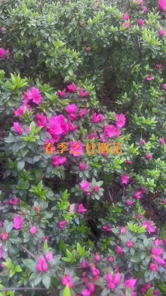 杜鹃花作为中国的十大名花之一
被赞誉为“花中西施”
每年的4-5月都能看到
“峰连十里杜鹃花
岭叠风翻涌彩霞”的美景
杜鹃源于山野,秀于厅堂
如今广泛种植于城市
今年东湖听涛景区的杜鹃花墙,火了!
杜鹃花品种繁多,花色丰富,常见的有红色、粉色、白色、紫色、黄色等,杜鹃品种有主要品类有春鹃系列、夏鹃系列、东洋杜鹃、西洋杜鹃鹃、高山杜鹃等。
此处为深红色的春鹃,也被称为毛鹃、大叶杜鹃、锦绣杜鹃、鹃花等,有深红、大红、胭脂红、国旗红、淡红、玫瑰、紫、白等多种色彩。当春季春鹃花开放时,满山鲜艳,像彩霞绕林,被人们誉为“花中西施”。春鹃花开的时候,正好是杜鹃鸟啼叫的时候,所以古人有很多描写春鹃和杜鹃鸟的诗句和传说。像“映山红”,漫山遍野开放,极为壮观;“毛叶青莲”清新脱俗;“玉蝴蝶”翩翩起舞;“紫蝴蝶”如梦如幻。#杜鹃 #杜鹃花 #武汉东湖 #武汉东湖听涛景区 #杜鹃花开文章