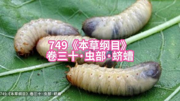 749《本草纲目》虫部·蛴螬 749《本草纲目》虫部·蛴螬