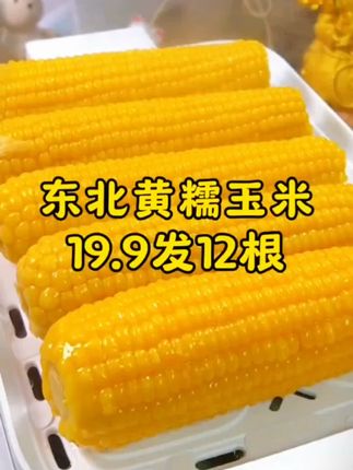 19.9到手12根,而且还都是大棒🌽 🌽~ #东北黄糯玉米 又大又甜又香糯#糯玉米的营养价值 #软糯香甜 大人小孩都爱吃,太香了#哇又便宜又好吃 #粗粮