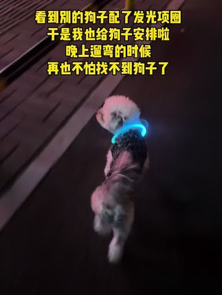 狗狗发光狗项圈,宠物夜光遛狗项圈,夜间大型犬小型犬发亮充电项圈#狗狗发光项圈#狗狗发光项圈推荐 #狗狗项圈 #狗狗项圈推荐#宠物项圈