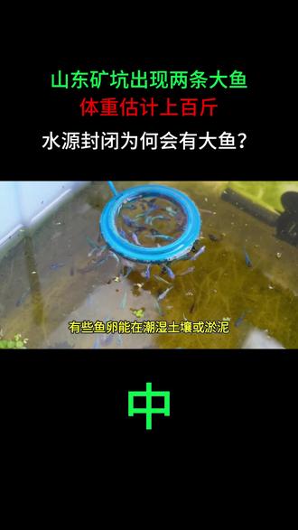 山东矿坑出现两条大鱼,体重估计上百斤:水源封闭为何会有大鱼?