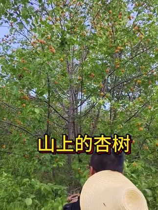 在山上找黄芪的时候路边碰到一颗杏树,很甜很甜。#新农人计划2025 #抖音新农人 #儿时味道 #我为家乡农产品代言 #黄芪