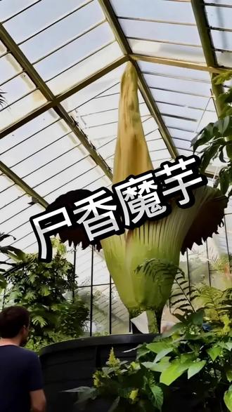 神奇的植物:尸香魔芋#植物百科 #尸香魔芋