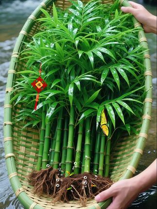 水培竹柏:邂逅清新小确幸!  这盆水培竹柏,宛如一位自然精灵,悄然为我们搭建起一片鲜活的绿意空间,让清新小确幸融入日常。 翠绿的叶片层层叠叠,散发着自然清香。似春日草木与朝露的融合,丝丝清润在室内弥漫开来,仿佛置身于雨后竹林。这抹自然的小确幸,用它的绿意与清香,陪伴你度过惬意的夏日时光。#水培竹柏 #室内绿植 #净化空气 #水培植物 #四季常绿