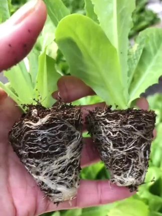现在正是移栽莴笋秧苗的季节,基地培育好的莴笋秧苗开始出售了,有青皮莴笋秧苗和紫皮莴笋秧苗,关系发达颗颗粗壮#优质种苗 #在家种菜 #家庭种植 #强烈推荐