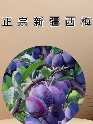 这款 正宗新疆西梅,吃起来酸甜多汁,自然成熟的香甜滋味,每一口下去都是一种享受#纯天然绿色食品 #大自然的馈赠#新鲜西梅#新鲜应季#抖音推荐官
