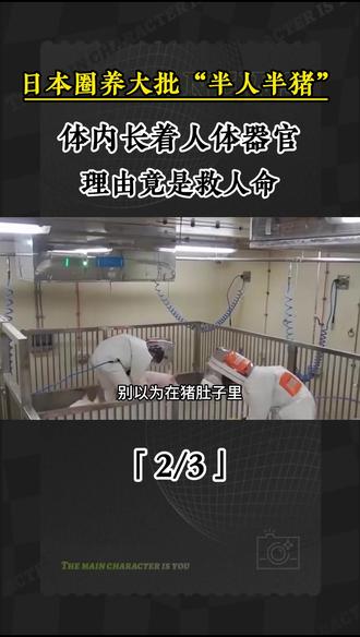 2 日本圈养大批“半人半猪”,体内长着人体器官,理由竟是救人命 #军事迷 #军事爱好者 #大国重器 #涨知识 #科普