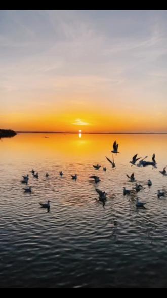 居延海,是我国第二大内陆河黑河(弱水河)的尾闾湖,位于内蒙古阿拉善盟额济纳旗,古时称“居延”地。汉骠骑将军霍去病曾经过居延击败匈奴,封狼居胥。唐代诗人王维有诗曰:居延城外猎天骄,白草连天野火烧,描述的就是此事。居延海,是一个遍布美景与史诗的神奇之地。苏泊淖尔的水源来自于黑河(弱水河)。《山海经》说:昆仑之北有水,其力不能胜芥,故名弱水。《红楼梦》第九一回中说:“任凭弱水三千,我只取一瓢饮。这里的弱水就是指弱水河。《西游记》第22回唐三藏收沙僧时有诗描述流沙河的险要:八百流沙界,三千弱水深,鹅毛飘不起,芦花定底沉。也是描述了弱水河的神奇。
秋冬季节,来自西伯利亚的红嘴鸥在此停留。旭日东升,鸥鸟飞翔。