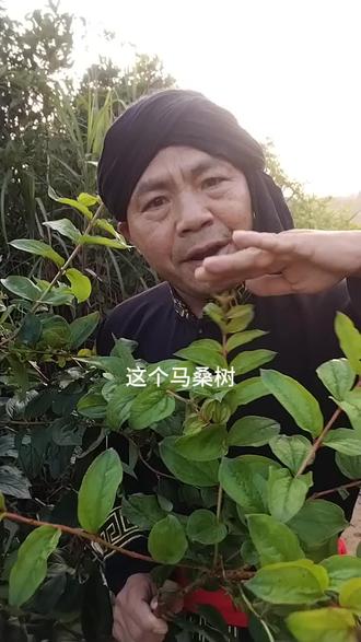 马桑树,喜欢它的人群特别多