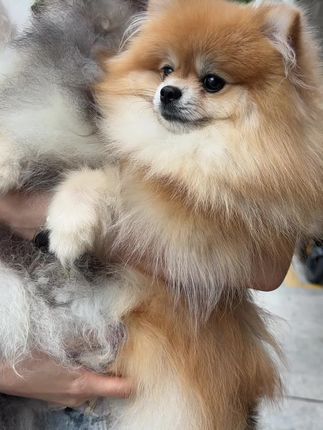 博美 唉 长了这么好看 也不肯给我补差价 不讲道理