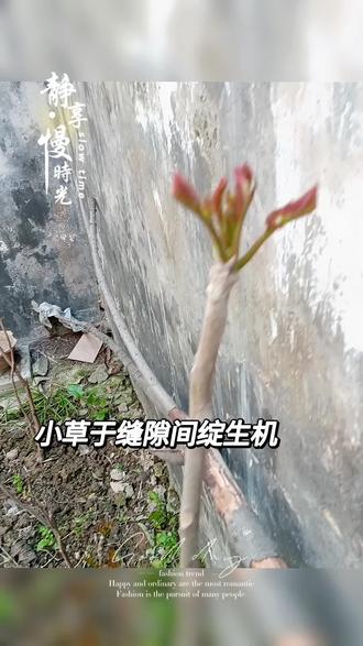 就三天没回家我栽的香椿树发芽啦