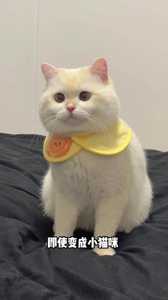 即使变成小猫咪,还是没有办法和你一起玩吗?#萌宠 #猫咪日常 #猫咪的日常