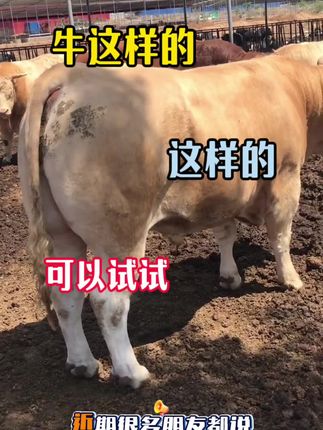#养牛人 #育肥牛 #养牛知识