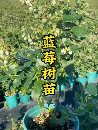 想在家实现蓝莓自由吗?在家种点蓝莓树苗吧~#蓝莓树苗 #蓝莓 #优质种苗 #蓝莓种植 #农业种植