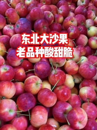 东北糖心沙果酸甜多汁,老品种小时候的味道,新鲜采摘,新鲜到家#沙果#东北沙果#海棠果