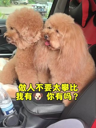 看看你们家的毛孩子🐶#养狗人 #是宠物更是家人 #狗狗 #泰迪犬日常 #色彩萌宠