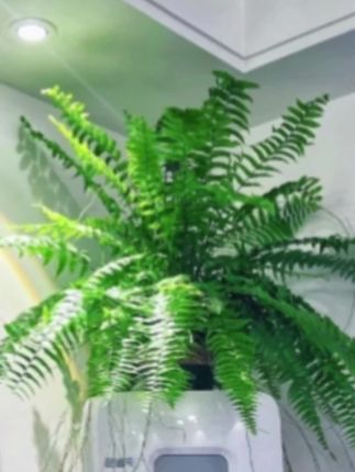 【霸王蕨类植物长叶大型蕨类垂吊自然好养盆栽气根耐阴适用欧美风】#盆栽绿植 #好物分享 #养殖 #好物分享🔥