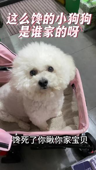 谁家有这么馋的小狗狗,评论区来一波#萌宠出道计划 #宠物日常 #比熊 #记录真实生活 #家有萌宠