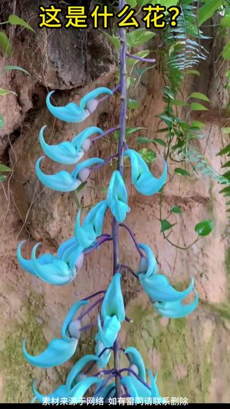这是什么花? #花 #植物 #神奇的大自然 #观赏 #科普
