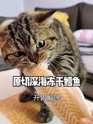 猫咪爱不释手!终于挑到一款让我放心的零食了,原切深海鳕鱼冻干,肉质丝丝分明,鲜香美味,还能美毛靓毛!#猫零食 #鳕鱼#冻干 #馋猫 #新手养猫