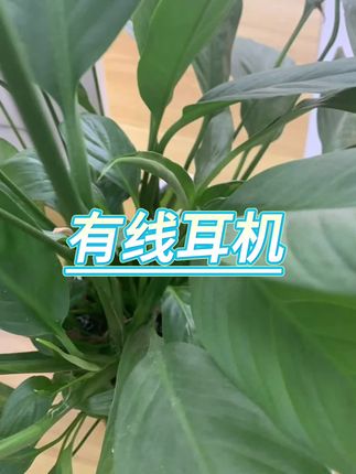 #有线耳机 #耳机 #超长续航耳机