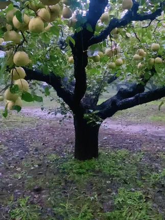 砀山古树梨,一口咬下汁水四溢! 今天又是一个忙碌的一天!晚上回家吃水果,口感真的太好了!#你的中秋团圆搭子前来报到
