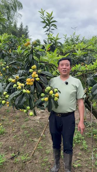 大河白水泉村的枇杷熟啦!来吃呀! 大河白水泉村的枇杷已经熟好啦~都是自家果园种的,完全自然成熟的应季水果哦!
#三农水果 #自家果园种植 #纯天然自然熟的应季水果 #来凤 #优质水果种植