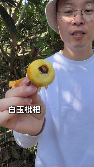 正宗白玉枇杷(苏州东山) 正宗白玉枇杷#正宗白玉枇杷 #白玉枇杷 #苏州东山白玉枇杷