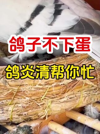 鸽子不下蛋试试这样处理吧#鸽子养殖技术#养鸽人#鸽子爱好者#鸽子养殖#鸽蛋@抖音创作小助手