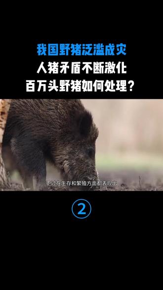我国野猪泛滥成灾,人猪矛盾不断激化,百万头野猪如何处理?