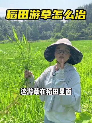 #农业 #三农 #游草 #稻李氏禾 #水稻除草