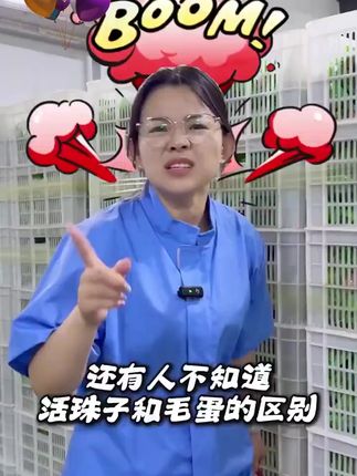 瑾贝十三天金凤活珠子毛蛋五香/香辣钢化蛋 #钢化 #十三天 #金凤活