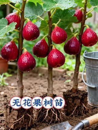#无花果树#无花果苗#绿植#优质农产品 #果树苗