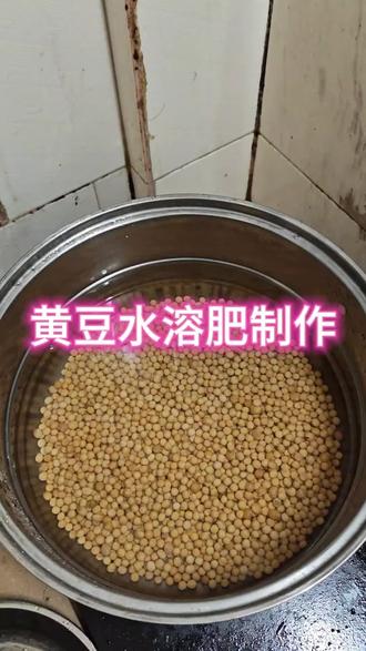 自己种草莓,还是以水溶肥好,自己做的便宜又好用,今天做了黄豆水溶肥和花生饼肥水溶肥#黄豆水溶肥#花生饼水溶肥#阳台种植#有机肥