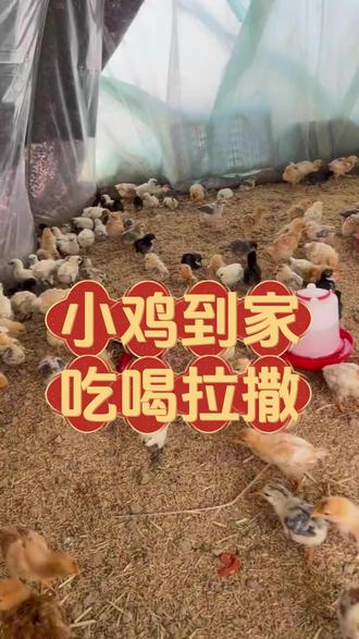 土鸡养殖小妙招 水中加两样,小鸡到家不伤W#土鸡 #散养土鸡 #土鸡养殖 #蛋鸡 #养鸡小妙招