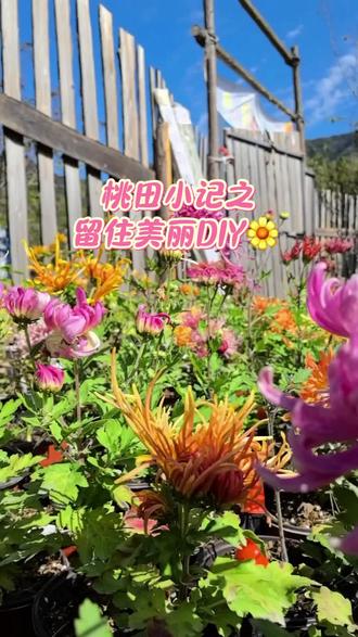 谁说周末只能抱着手机平板过,快来桃田DIY吧#我的乡村生活 #农场日记 #养花人 #露营 @抖音创作小助手 @抖音小助手