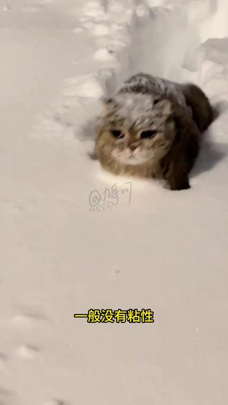 原来雪是可以有这么多种形态的,看看你喜欢玩哪一种? #抖音里的雪看不过来了 #涨知识 #下雪了 #雪 #科普