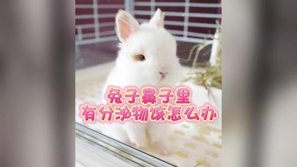 兔子鼻子里有分泌物该怎么办? #宠物兔