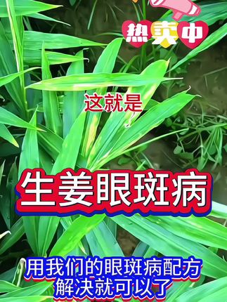 #大姜种植 #生姜种植 #太溪邦 #抖音助农 #增产增收才是硬道理 眼斑病会传染的,要及时打药哦