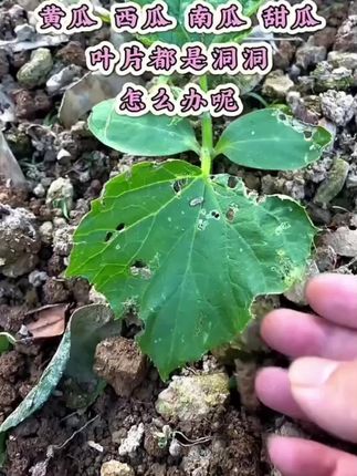 黄瓜、西瓜、甜瓜种下去后一定要注意防虫#黄守瓜杀虫剂 #黄守瓜虫害#黄守瓜