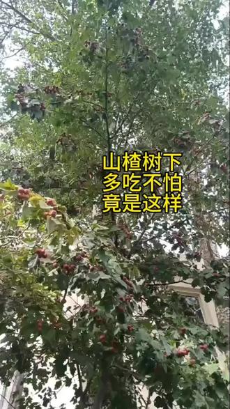 山东人顶起来,山楂树下,让他多吃,反正他不怕#野果子有认识的吗 #山东人 #山楂树下 #共鸣感