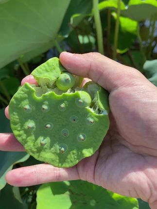 #莲蓬#水果莲蓬#夏日尝鲜 有喜欢吃莲蓬莲子的家人们,可以放心大胆的尝试一下!