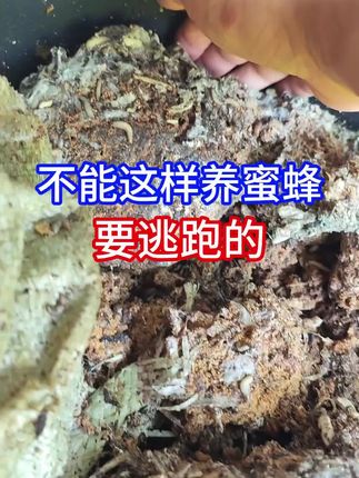 #养蜂攻略 #环保蜜蜂 #蜂巢保护