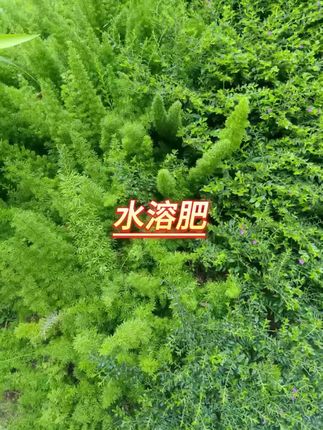 #水溶肥 #水溶肥推荐 #好物推荐