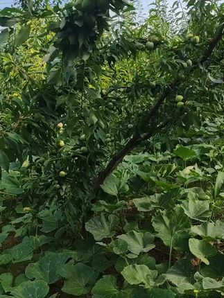 正宗巫山脆李果园直发